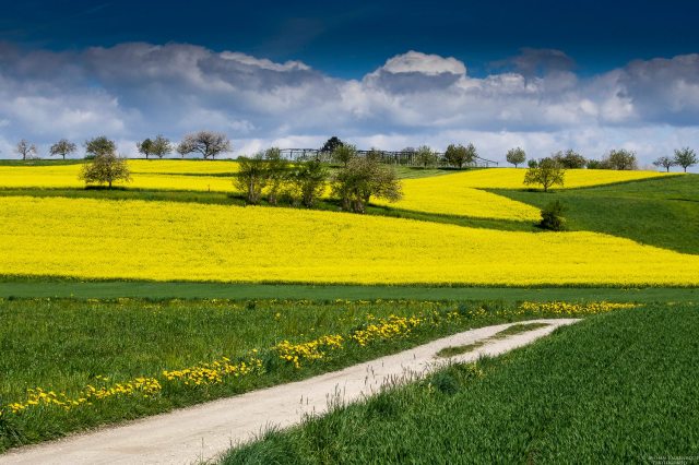 11187734_967445413274505_9898059_o